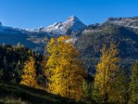 Herbstlich leuchtende Baumgruppe mit überzuckertem Großen Rothorn darüber am Rückweg